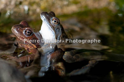 Grenouilles